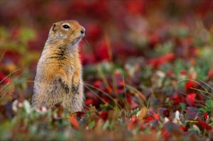 Arctic ground squirrel